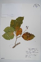 藏品(蘭嶼厚殼樹)的圖片