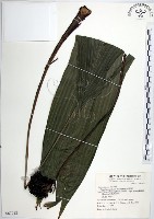 藏品(船子草、船仔草)的圖片