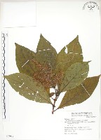 藏品(呂宋水錦樹)的圖片