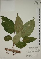 藏品(幹花榕)的圖片