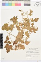 藏品(串鼻龍)的圖片