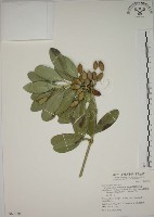 藏品(蘭嶼念珠藤)的圖片