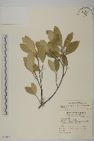 藏品(日本賽衛矛、日本假衛矛)的圖片