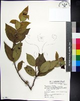 藏品(革葉羊角扭、細脈榖木)的圖片