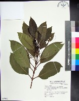 藏品(紅頭李欖, 蘭嶼李欖)的圖片