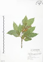 藏品(對葉榕)的圖片