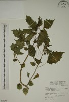 藏品(燈籠草)的圖片