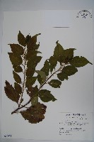 藏品(草野氏冬青)的圖片