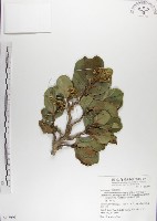 藏品(呂宋毛蕊木)的圖片