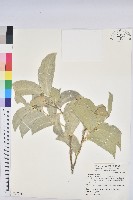 藏品(鐵色)的圖片