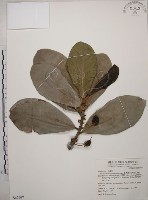 藏品(大葉山欖、臺灣膠木)的圖片