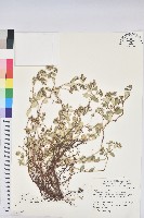 藏品(濱大戟)的圖片