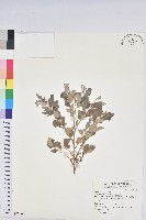 藏品(紅仔珠)的圖片