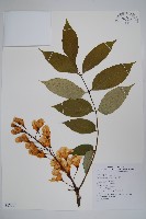 藏品(鐘萼木)的圖片