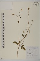 藏品(小白花鬼針)的圖片