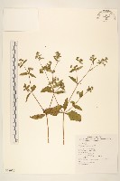 藏品(豨薟)的圖片