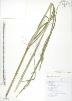 藏品(吳氏雀稗)的圖片