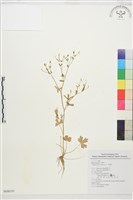 藏品(石龍芮)的圖片