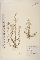 藏品(鼠麴舅)的圖片