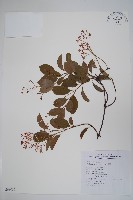 藏品(酸藤)的圖片