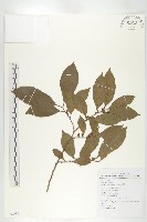 藏品(山紅柿)的圖片