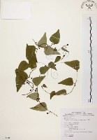 藏品(千金藤、金線吊烏龜)的圖片