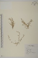藏品(瓜槌草、漆姑草)的圖片