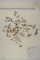 藏品(鵝兒腸)的圖片