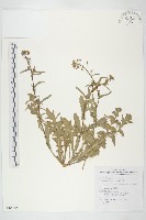 藏品(薺)的圖片