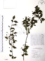 藏品(燈稱花、烏雞骨)的圖片