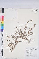 藏品(千根草)的圖片