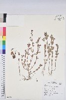 藏品(紫斑大戟)的圖片