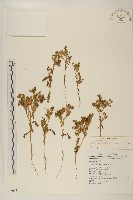 藏品(線球菊、田基黃)的圖片