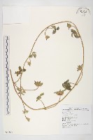 藏品(九爪藤)的圖片