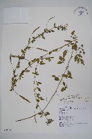 藏品(平伏莖白花菜、成功白花菜)的圖片