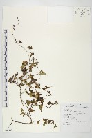 藏品(菜欒藤)的圖片