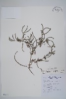 藏品(伏毛天芹菜)的圖片