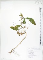 藏品(同蕊草、異色線柱苣苔)的圖片