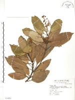 藏品(豬腳楠)的圖片