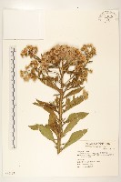 藏品(翼莖闊苞菊)的圖片