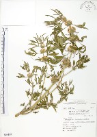 藏品(益母草)的圖片