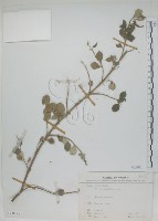 藏品(海埔姜)的圖片