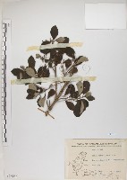 藏品(海埔姜)的圖片