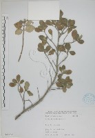 藏品(海埔姜)的圖片