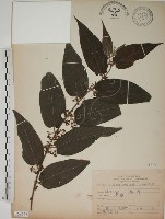 藏品(山黃麻)的圖片