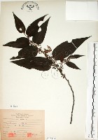 藏品(山黃麻)的圖片