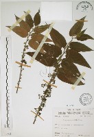 藏品(山黃麻)的圖片