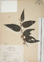 藏品(山黃麻)的圖片