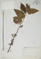 藏品(山黃麻)的圖片