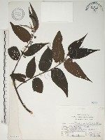 藏品(山黃麻)的圖片